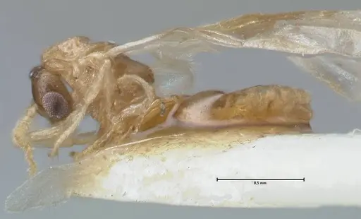 Crematogaster solenopsides specimen FOCOL1543 image focol1543_3
