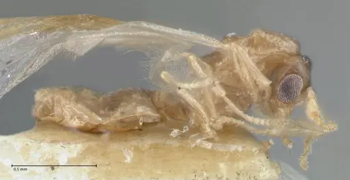 Crematogaster solenopsides specimen FOCOL1543 image focol1543_4