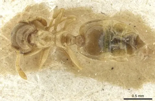 Crematogaster solenopsides specimen RMCAENT000017767 image rmcaent000017767_1