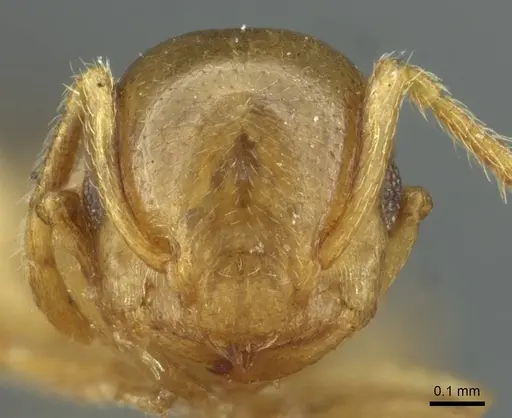 Crematogaster solenopsides specimen RMCAENT000017767 image rmcaent000017767_2