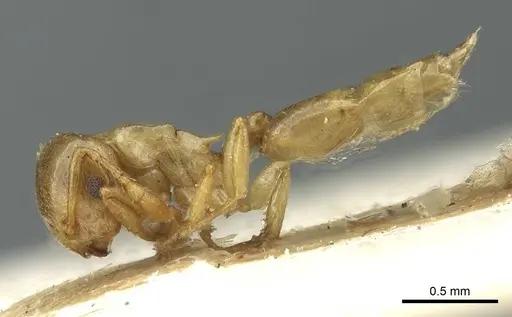 Crematogaster solenopsides specimen RMCAENT000017767 image rmcaent000017767_3