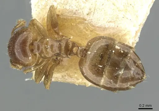Crematogaster solenopsides specimen RMCAENT000017768 image rmcaent000017768_1