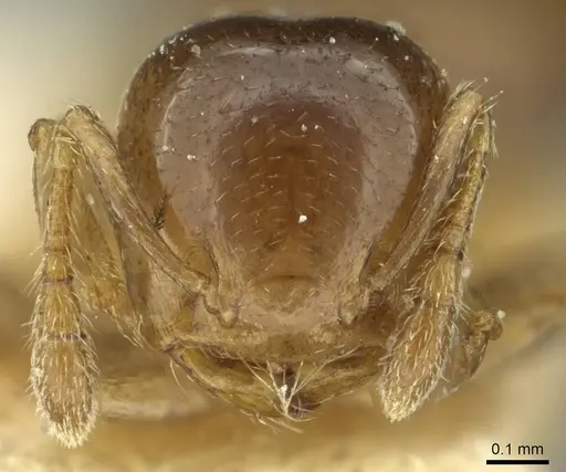 Crematogaster solenopsides specimen RMCAENT000017768 image rmcaent000017768_2