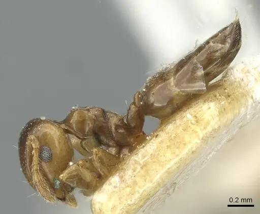 Crematogaster solenopsides specimen RMCAENT000017768 image rmcaent000017768_3