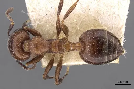 Crematogaster solers specimen CASENT0908563 image casent0908563_1