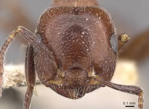 Crematogaster solers specimen CASENT0908563 image casent0908563_2