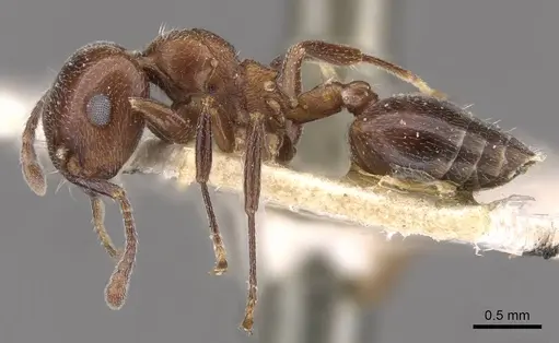 Crematogaster solers specimen CASENT0908563 image casent0908563_3