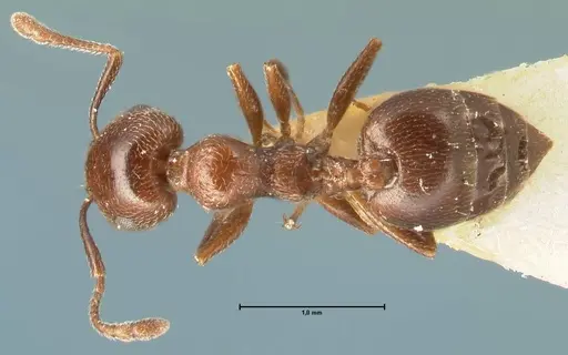 Crematogaster solers specimen FOCOL1456 image focol1456_1