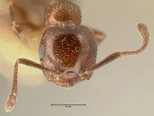 Crematogaster solers specimen FOCOL1456 image focol1456_2