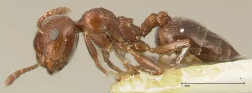 Crematogaster solers specimen FOCOL1456 image focol1456_3