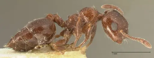 Crematogaster solers specimen FOCOL1456 image focol1456_4