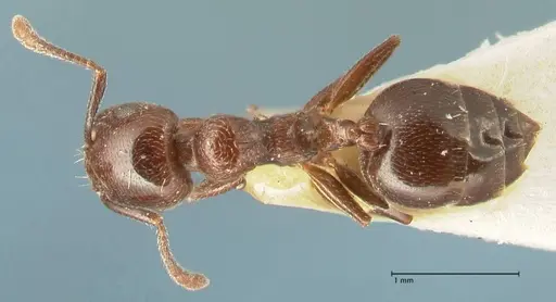Crematogaster solers specimen FOCOL1457 image focol1457_1