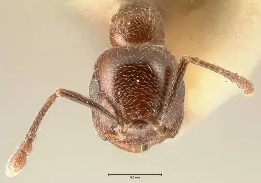 Crematogaster solers specimen FOCOL1457 image focol1457_2