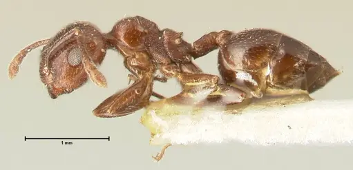 Crematogaster solers specimen FOCOL1457 image focol1457_3