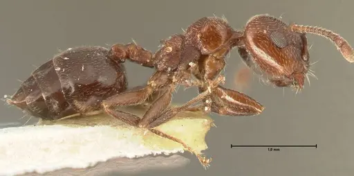 Crematogaster solers specimen FOCOL1457 image focol1457_4