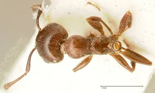 Crematogaster solers specimen FOCOL1458 image focol1458_1