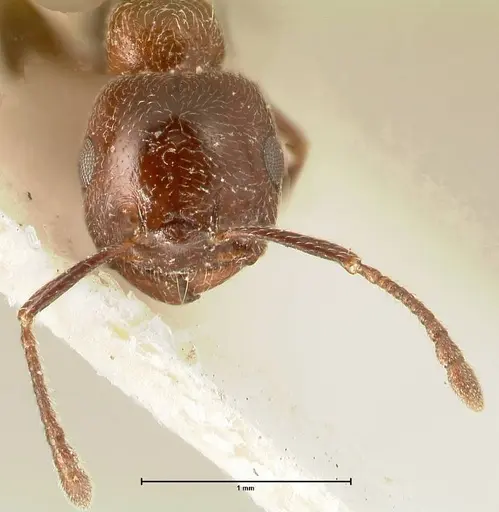 Crematogaster solers specimen FOCOL1458 image focol1458_2