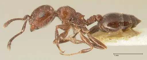 Crematogaster solers specimen FOCOL1458 image focol1458_3