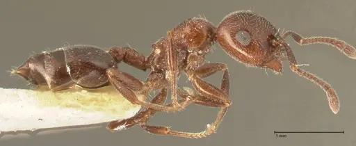 Crematogaster solers specimen FOCOL1458 image focol1458_4