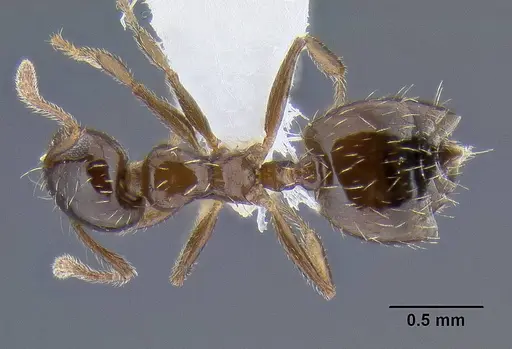 Crematogaster sordidula specimen CASENT0106292 image casent0106292_1