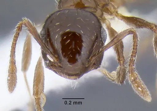 Crematogaster sordidula specimen CASENT0106292 image casent0106292_2