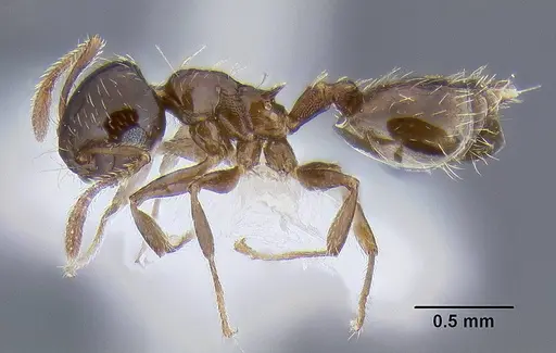 Crematogaster sordidula specimen CASENT0106292 image casent0106292_3