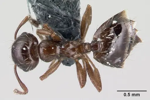 Crematogaster sordidula specimen CASENT0179606 image casent0179606_1