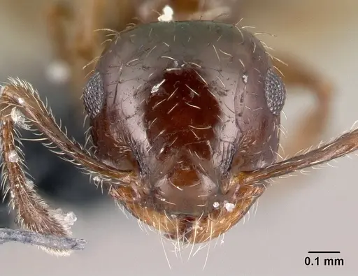 Crematogaster sordidula specimen CASENT0179606 image casent0179606_2