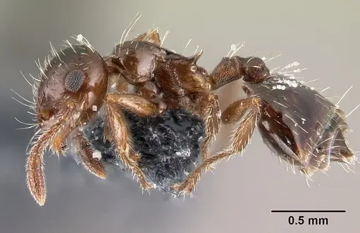 Crematogaster sordidula specimen CASENT0179606 image casent0179606_3