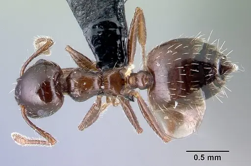 Crematogaster sordidula specimen CASENT0179889 image casent0179889_1