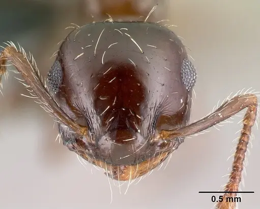 Crematogaster sordidula specimen CASENT0179889 image casent0179889_2