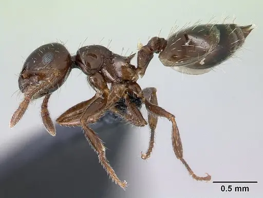 Crematogaster sordidula specimen CASENT0179889 image casent0179889_3