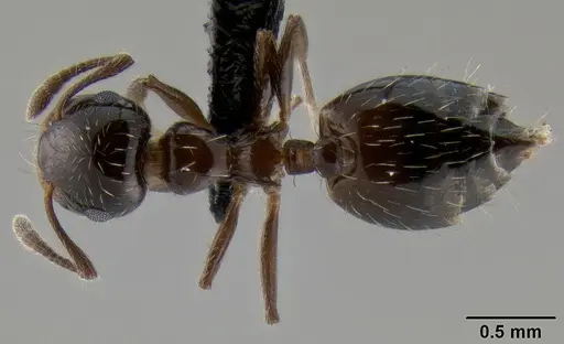 Crematogaster sordidula specimen CASENT0193797 image casent0193797_1