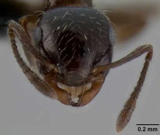 Crematogaster sordidula specimen CASENT0193797 image casent0193797_2
