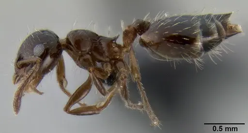 Crematogaster sordidula specimen CASENT0193797 image casent0193797_3