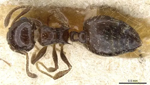 Crematogaster sordidula specimen CASENT0904489 image casent0904489_1