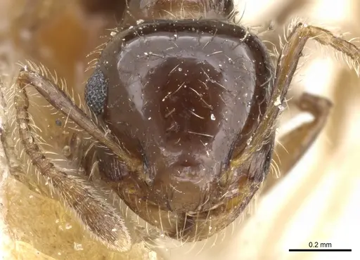 Crematogaster sordidula specimen CASENT0904489 image casent0904489_2