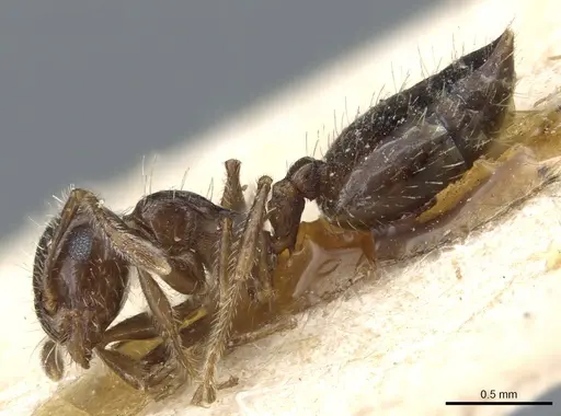Crematogaster sordidula specimen CASENT0904489 image casent0904489_3