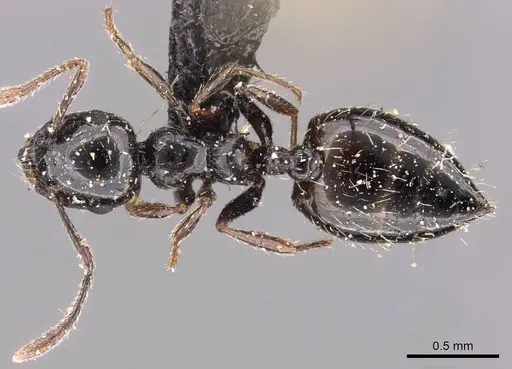 Crematogaster sordidula specimen CASENT0908354 image casent0908354_1
