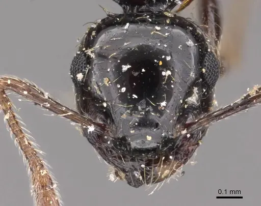 Crematogaster sordidula specimen CASENT0908354 image casent0908354_2