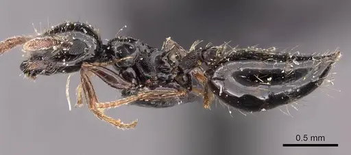 Crematogaster sordidula specimen CASENT0908354 image casent0908354_3