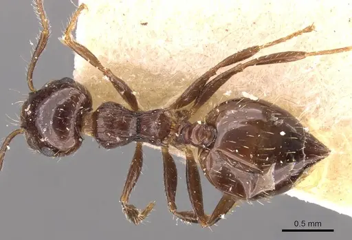 Crematogaster sordidula specimen CASENT0908355 image casent0908355_1