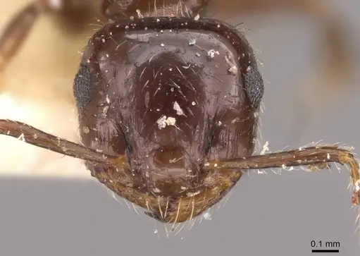 Crematogaster sordidula specimen CASENT0908355 image casent0908355_2