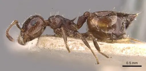 Crematogaster sordidula specimen CASENT0908355 image casent0908355_3