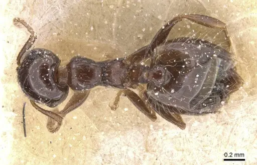 Crematogaster sordidula specimen CASENT0912781 image casent0912781_1