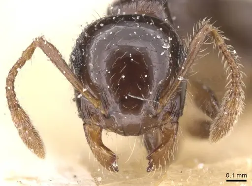 Crematogaster sordidula specimen CASENT0912781 image casent0912781_2