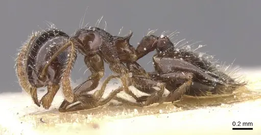 Crematogaster sordidula specimen CASENT0912781 image casent0912781_3