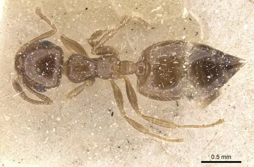 Crematogaster sordidula specimen CASENT0912782 image casent0912782_1