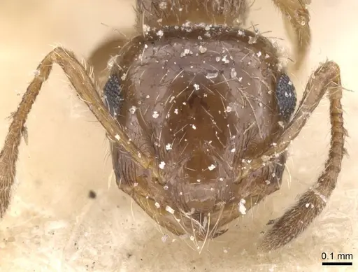 Crematogaster sordidula specimen CASENT0912782 image casent0912782_2
