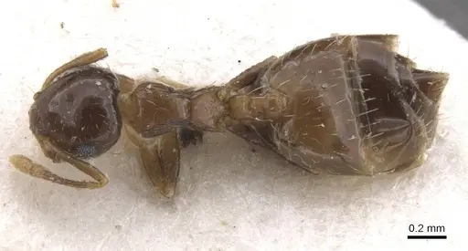 Crematogaster sordidula specimen CASENT0913615 image casent0913615_1